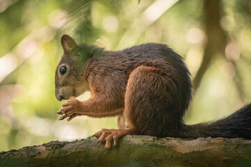 Naklejka na ściany i meble cute and curious squirrel eating nuts