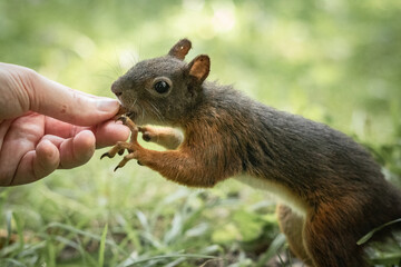 Naklejka na ściany i meble hand feeding cute and hungry squirrel in the woods