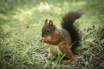 cute and curious squirrel eating nuts