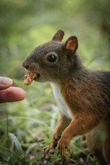 Naklejka na ściany i meble hand feeding cute and curious squirrel 
