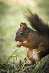 cute and curious squirrel eating nuts