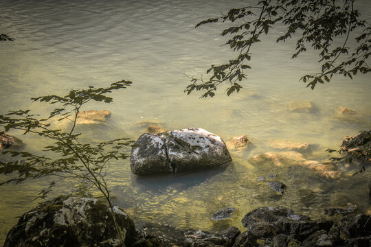 rock in the river water close up with tree leaves