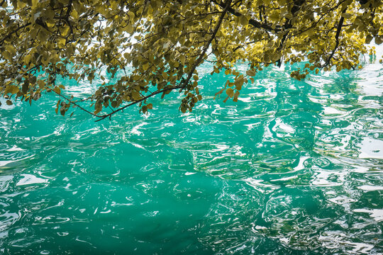 close up of tree leaves over a turquoise green clean water, creative design