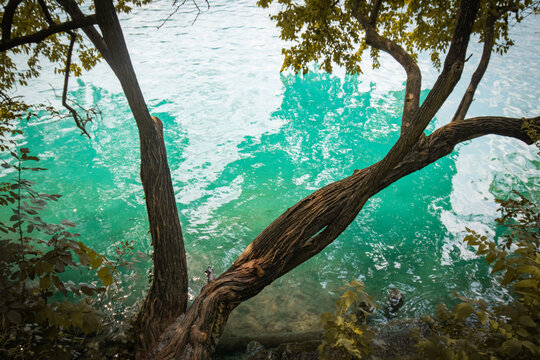 close up of trunk tree over a turquoise green clean water, creative design