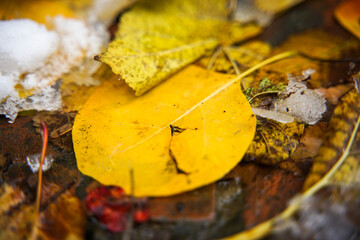 The fallen leaves on the ground yellow leaves and the snow melts
