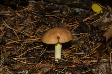 Edible, tasty, young mushroom Slippery Jack (Latin: Suillus luteus) in a coniferous forest. Lonely mushroom close up. Selective soft focus.