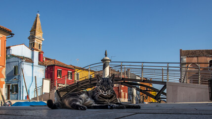 Fototapeta na wymiar Katzen von Burano