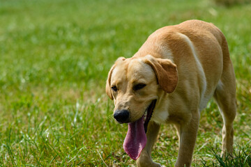 Cute young labrador retriever dog at the meadow