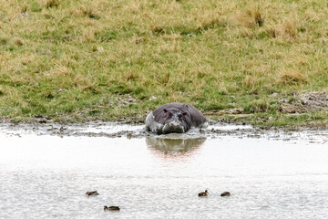 Hippo (hippopotamus amphibius) in pond at the Serengeti national park, Tanzania. Wildlife photo