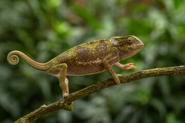 Flap-necked Chameleon - Chamaeleo dilepis, beautiful colored lizard from African bushes and forests, Uganda.