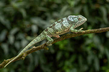 Flap-necked Chameleon - Chamaeleo dilepis, beautiful colored lizard from African bushes and...
