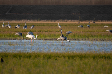 Siberian crane in the roost