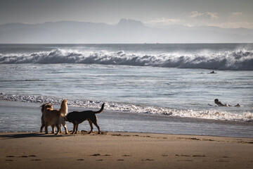 Playful dogs on sandy beach, running around