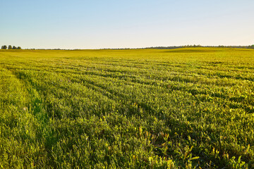 Beautiful empty green grass field in a summer or autumn day or evening. Nature rustic rural landscape