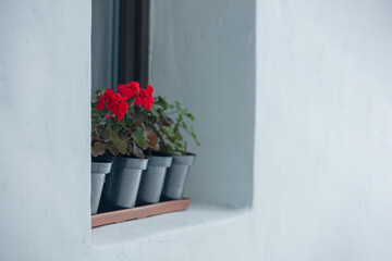 Fototapeta na wymiar Red Begonia in a pots on windowsill of old house with white wall