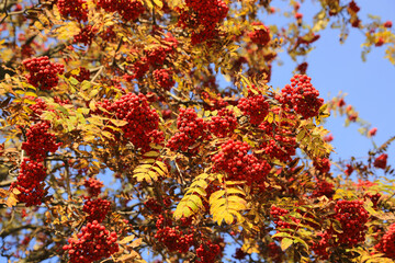 Branches of autumn rowan or mountain ash with bright red berries