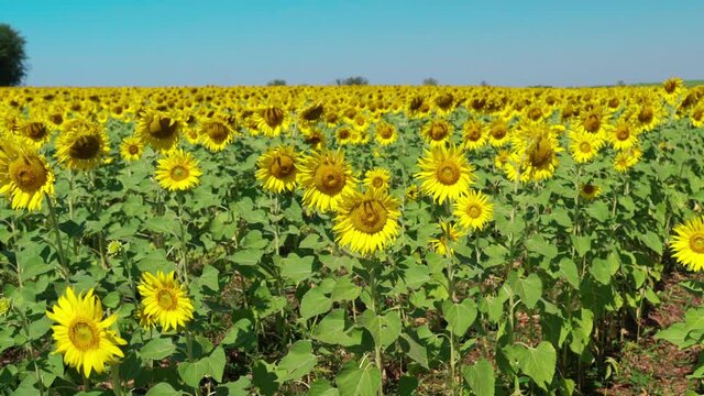 sunflower in the field with wind blow