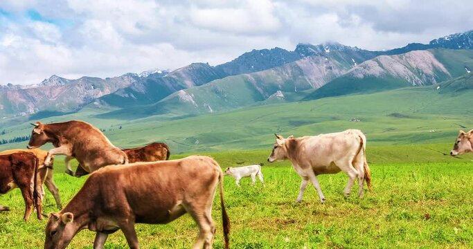 Farm landscape with cows grazing on a green meadows. Nalati grassland landscape in Xinjiang.