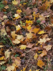 fallen autumn leaves