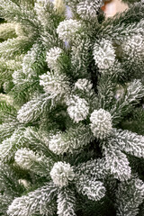 Fir tree covered with snow. Snow covered christmas tree.