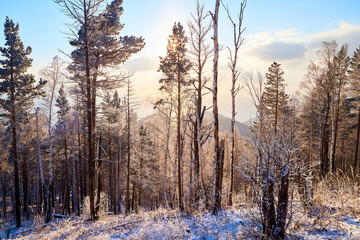 Pine trees on a hillside or mountain and blue sky in the background in Siberia near Lake Baikal in Russia