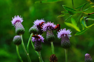 Cirsium arvense flowers with red bug on meadow, close up view