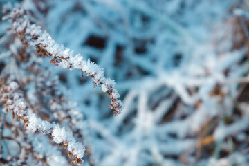 Frost covered grass. The first snow on the grass. Morning dew froze on a grass lawn. Nature detail. Winter season