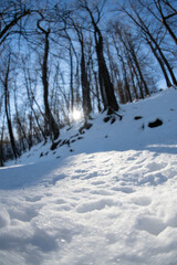 neve nel bosco 