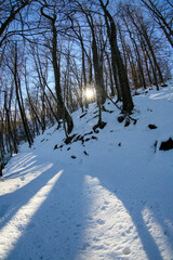 neve nel bosco 