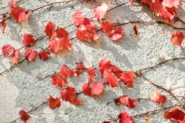 Autumn ivy leaves on old concrete wall.