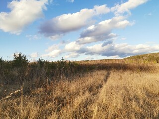 grass and sky