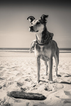 Portrait close up of a dog on the beach in black and white