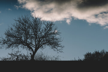 Silhouette of bare oak tree in Winter