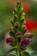 Closeup of a an early red snapdragon bloom 