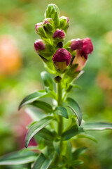 Closeup of a spreading red snapdragon bloom 