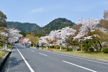 春の日吉大社　参道の桜　滋賀県大津市坂本