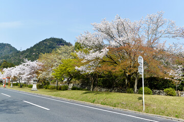 春の日吉大社　参道の桜　滋賀県大津市坂本