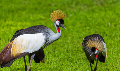 Grey Crowned Crane in Bali Island Indonesia
