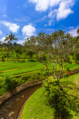 Fototapeta na wymiar Rice fields - Bali island Indonesia