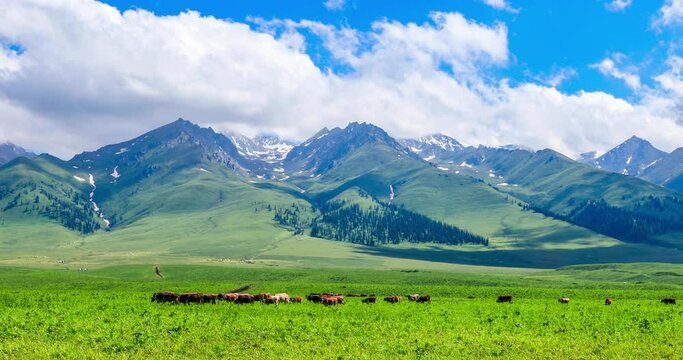 Farm landscape with cows grazing on a green meadows. Nalati grassland landscape in Xinjiang, China. pan shot.
