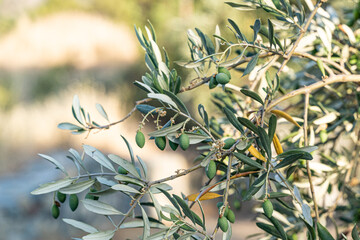 Closeup shot of green unripe olives growing on a tree - 474644939