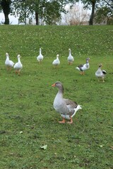 Geese  in the grass