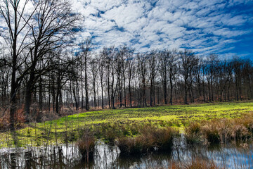 autumn in the forest