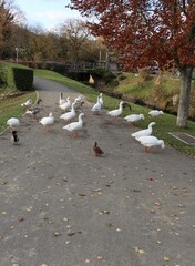 flock of geese and ducks walking in the city 