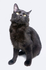 Black cat isolated on white background, Domestic cat    