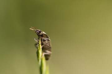 crawling beetle on a flower in macro photography.