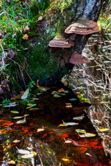 Kendlmuehlfilz near Grassau, an upland moor in Southern Bavaria, Germany