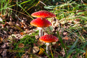 The toxic mushroom Amanita muscaria at Kendlmuehlfilz near Grassau, an upland moor in Bavaria, Germany