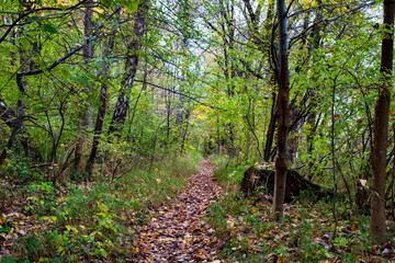 Autumnal atmosphere in the forest along the River Isar in Ismaning, Munich, Bavaria in Germany