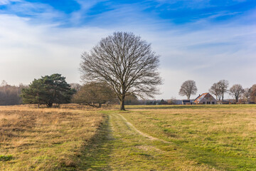 Obraz premium Old tree and a farm in the nature reserve of Oudemolen, Netherlands